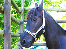 AG Pferd Tierschutzplan TEASER