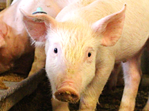 AG Schwein Tierschutzplan TEASER