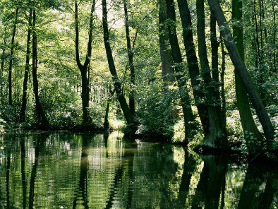 Blick auf ein Fließ im Spreewald.
