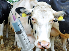 AG Antibiotikaeinsatz Tierschutzplan TEASER Spritze vor Rind